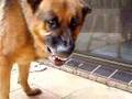 Angry Dog