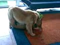 Crazy_Dogs_II