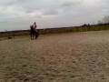 animal,Divino,horse