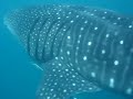 WHALE SHARK NINGALOO REEF W.A WHALE SHARK NINGALOO REEF W.A