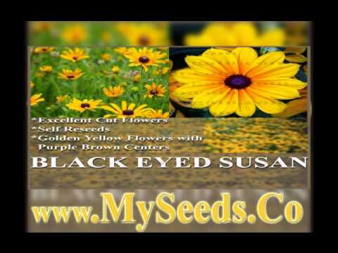 how to harvest black eyed susan flower seeds
