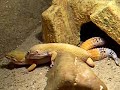leopard gecko's mating