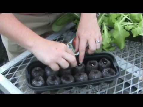 how to transplant jiffy peat pellets