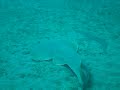 A Guitarfish in Marsa Alam Egypt. by jorma.