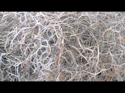 how to grow spanish moss