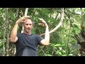 Smithsonian Tropical Research Center Botanist Stefan Schnitzer talks about his work studying lianas (woody vines) in the jungles of Panama. These hardy vines compete with trees for water and nutrients and also act as highways for jungle animals moving through the forest canopy.