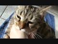 Chats de Rôle : Kinfolk (ou préparation à Loup Garou l'Apocalypse)