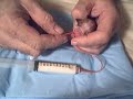 How To Tube Feed A Puppy
