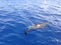 the dolphins - \"go get em eli\"