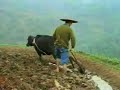 Kisah Cinta Anak Tio Ciu (Khe Jogja)