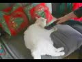 How to clean your cat How to clean your cat
