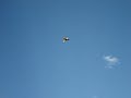 yak funfly