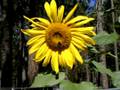 videos de The Bumblebee And The Sunflower