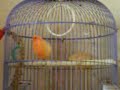 bird-nickelback.html