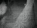 videos de Sãomer Zwadomit - Outsider Saudation
