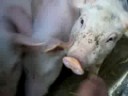 little pigs