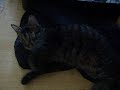 Jupiter (ADOPTED!)