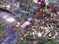 Clube de Campo Rat�o