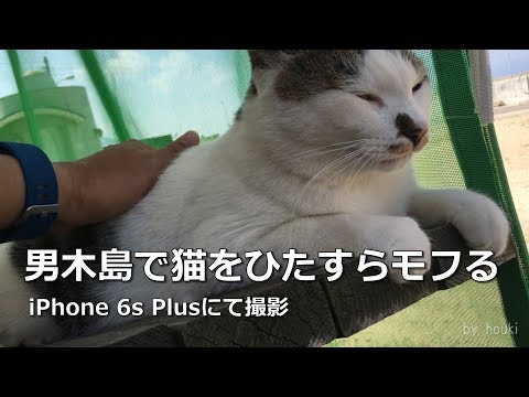 動画