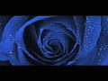 Misty Roses2