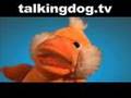 TDTV - Chris Crocker