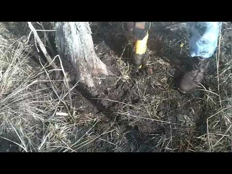 how to collect bald cypress seeds
