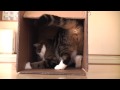 -A box and Maru 5.-