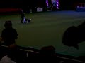 Crufts 2008 - Heelwork to Music - Winners (1)