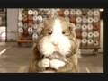 CUY MAGICO QUE DA PLATA-PUBLICIDAD PERU-BANCO DE CREDITO