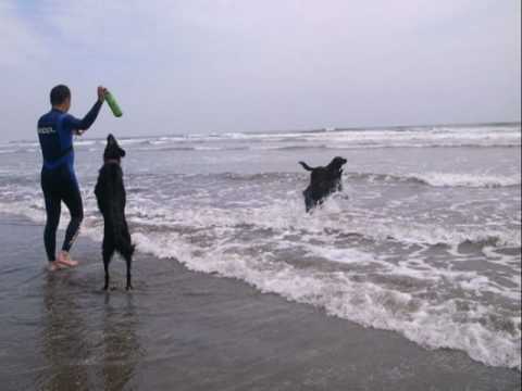 Black Dog Team at Kujukuri Beach