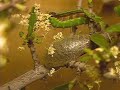 Silkmoth Life Cycle - Saturnia albofasciata