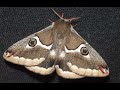 Silkmoth Life Cycle - Saturnia albofasciata
