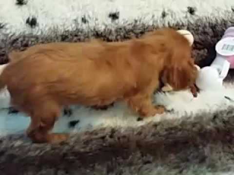 CUTE AS A BUTTON FEMALE CAVALIER KING CHARLES