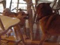 videos de Shiba Smackdown!