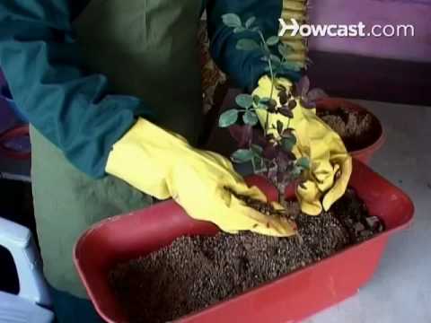 how to plant mini roses