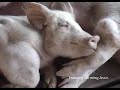 Rosebud Hog Factory - Part 1 Rosebud Hog Factory - Part 1