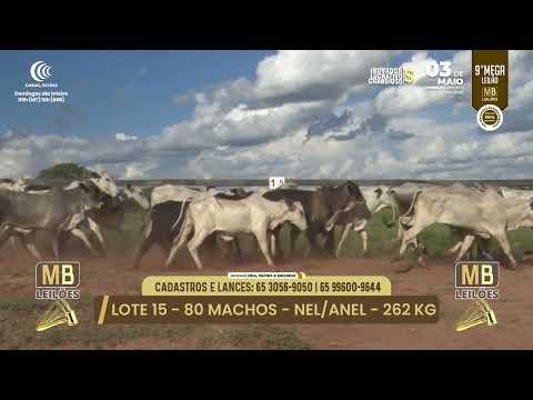 9� MEGA LEIL�O DA MB LEIL�ES