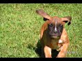 Growing up as a Boxer puppy \"Booh Bear & Rory\"