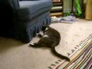 Laser Point Kitty Laser Point Kitty