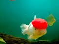 rare freshwater tropical fish