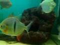 rare freshwater tropical fish