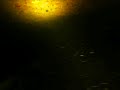 Amaizing nocturnal shark