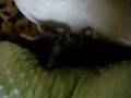 videos de tiny! .MPG
