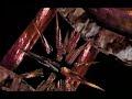Eufrosyne - Tone (1996)