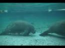 resting manatees resting manatees