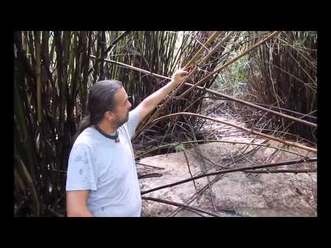 how to transplant river cane