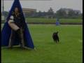 Bouvier-des-Flandres