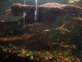 Game Fish Fish Tank Feeding Time