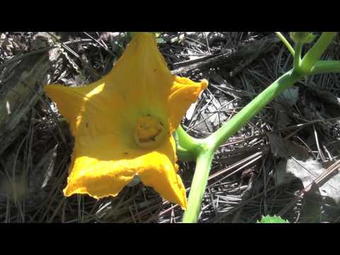 how to hand fertilize pumpkins