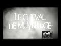 Le Cheval de Muybridge